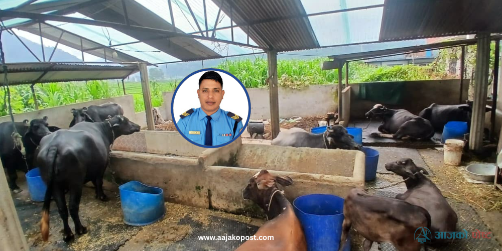 ड्युटीमा ट्राफिक प्रहरी, अरुबेला व्यवसायिक भैंसीपालन