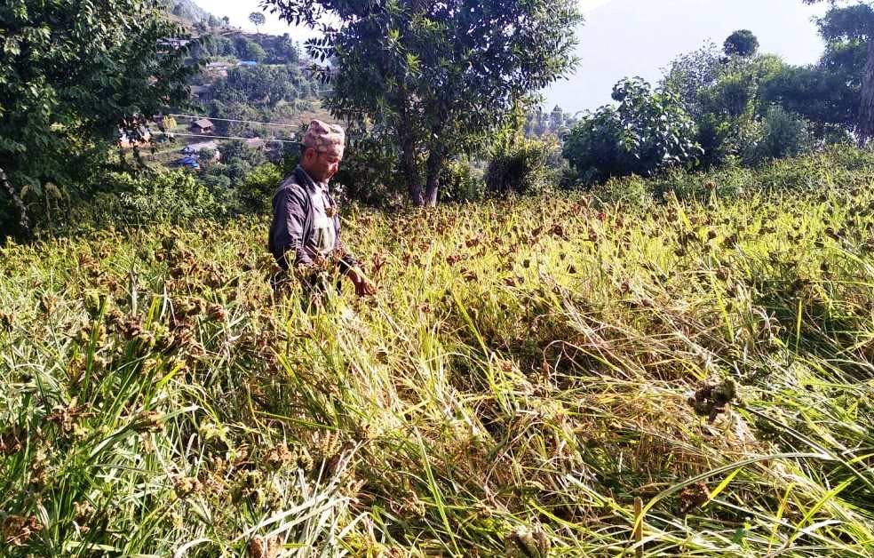 कोदोलाई  कुहाउने कहिलेसम्म ?