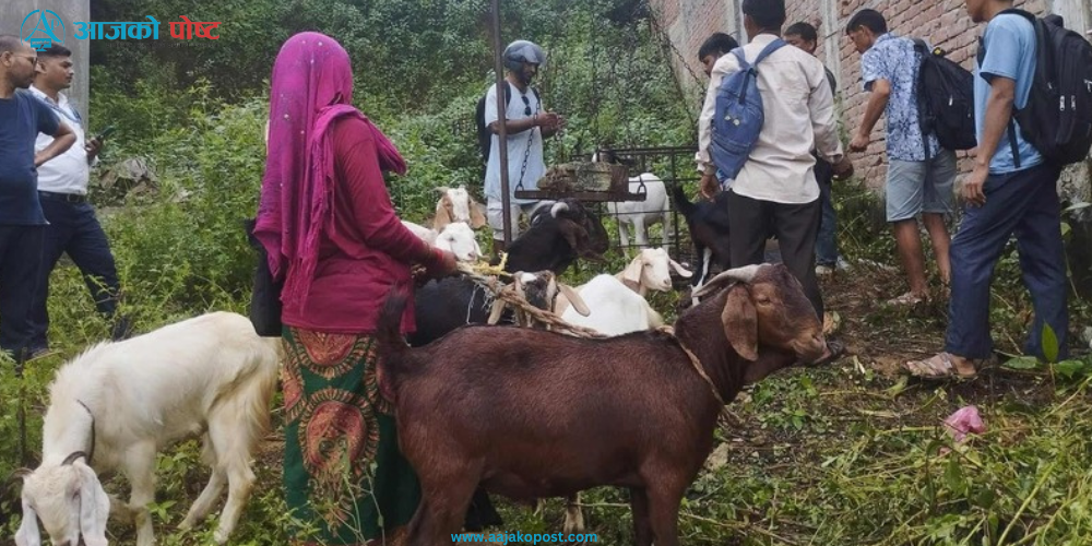सरुमारानीमा दशैं लक्षित खसीबोका बजार