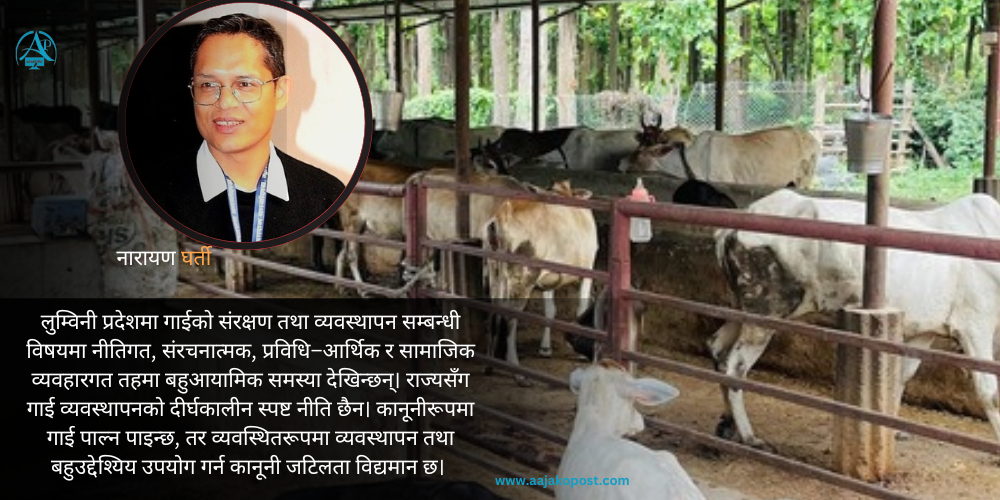 लुम्बिनीको सडकमा होइन, समृद्धिमा गाईगोरु